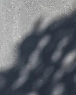 Grey blue colored wall with shadow of the tree leaves on the concrete wall. Stock Photos