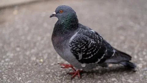 Grey Blue Pigeon Standing on Gravel Stock Photos