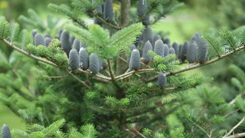 Grey blue pine cones on a brunches of a fir tree spruce Stock Footage 159422579