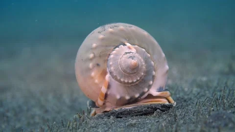 Grey Bonnet Snail Crawling Away on Sandy Seafloor (Phalium glaucum) Stock Footage 320929292