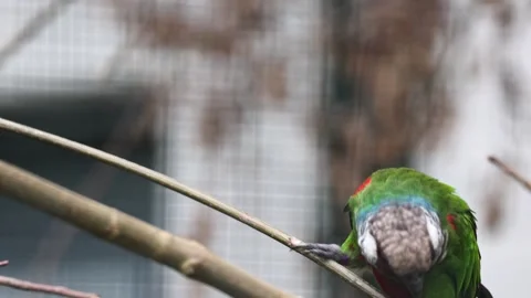 Grey-breasted parakeet parrot resting on a branch 库存影片 333291098