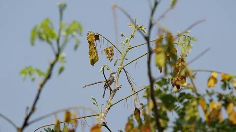 Grey-breasted Prinia is staying on the tree Stock Footage 48348711