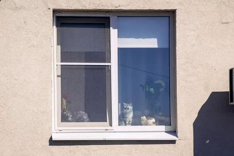 Grey breed cat behind window watching the street, looking through glass Stock Photos