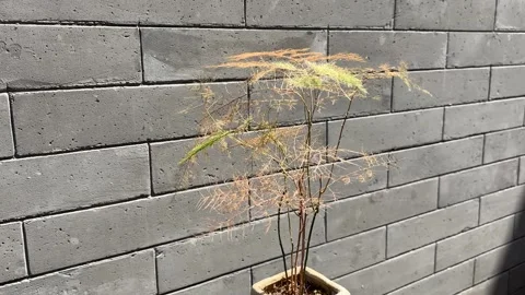 Grey Brick Wall with a Small Potted Evergreen Plant 動画素材 332825918