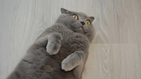 A grey British cat lies on a grey background, looks at the camera and meows. Stock Footage