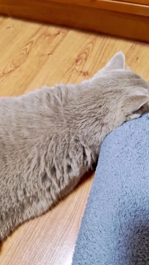 Grey British Cat Nuzzling Fabric and Being Petted Stock Footage 325218399