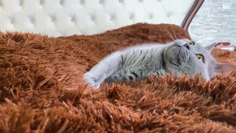 Grey british cat with yellow eyes lying on old fashioned bed Stock Footage 153425853