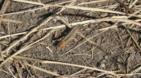 Grey, brown and orange Grasshopper Video stock 12082033