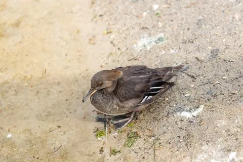 Grey-brown hen with a cinnamon crest eats fish and crayfish. Photo at Huntley Stock Photos