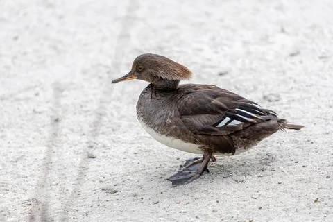 Grey-brown hen with a cinnamon crest eats fish and crayfish. Photo at Huntley Stock Photos
