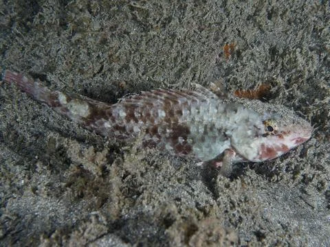 A grey-brown patterned Mediterranean parrotfish (Sparisoma cretense) sleeps on Stock Photos