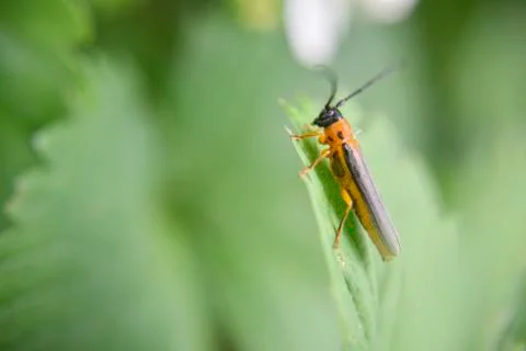 Grey bug on the green leaf, macro shot Stock Photos