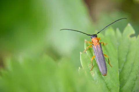 Grey bug on the green leaf, macro shot Stock Photos