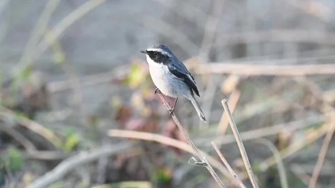 Grey Bushchat perched cutely on a tiny stem in Corbett national park Stock Footage 340514898