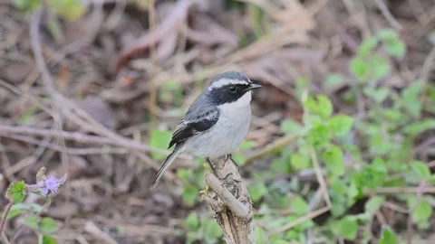 Grey Bushchat perched peacefully in Corbett national park Stock Footage 340514845