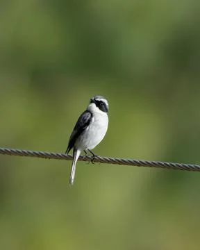 Grey Bushchat Stock Photos