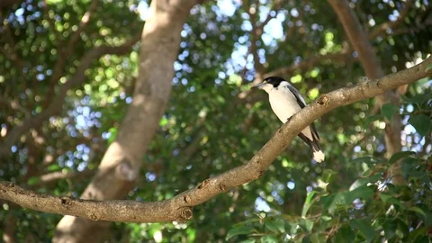 Grey Butcherbird perched in a tree in Brisbane Australia Stock Footage