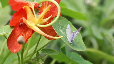Grey butterfly moves on the leaf, with red flower and flies away Video stock 41454683