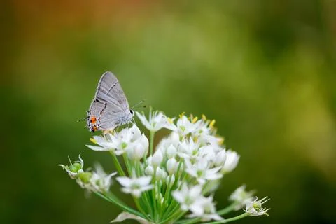 Grey Butterfly Stock-Fotos