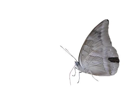 Grey butterfly Stock Photos
