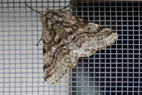 A grey butterfly sits on the window Stock Photos