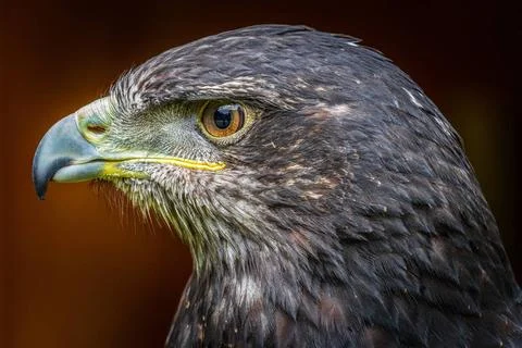 Grey buzzard eagle Grey buzzard eagle head shot close-up Copyright: xZoona... 写真素材