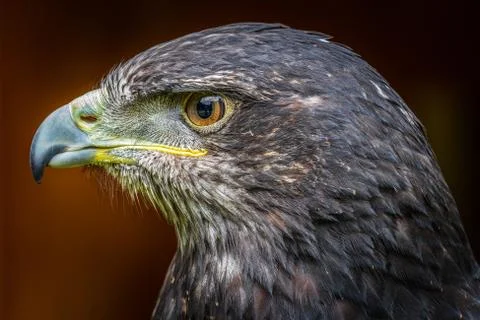 Grey buzzard eagle Stock Photos