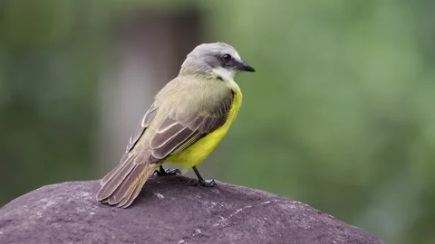 Grey-capped Flycatcher Perched in Tropical Forest Costa Rica Stock Footage 346486107