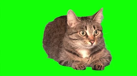 Grey cat 01 Stock Footage 10865924