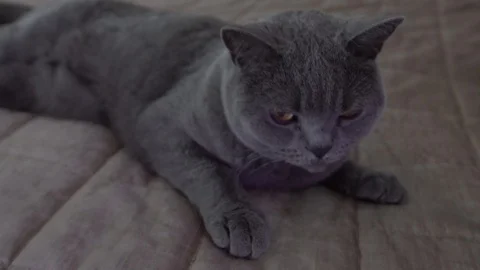 Grey cat 4K Stock Footage 105755967
