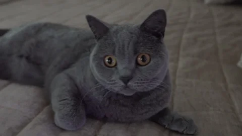 Grey Cat 4K Stock Footage 105755981