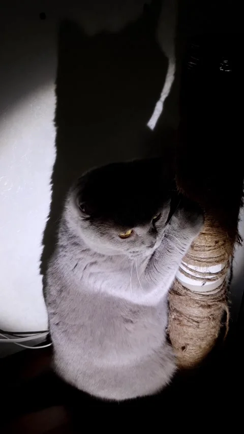 Grey Cat and Its Dramatic Shadow in a Moody Spotlight Stock Footage 325224014