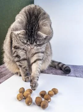 Grey cat and Nutmeg on a white table Stock Photos