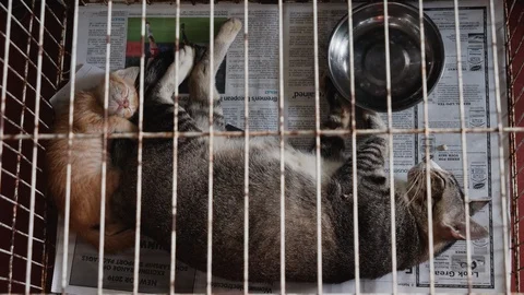 Grey cat and red kitten sleeping peacefully in steel cage in animal shelter Stock Footage 146554462