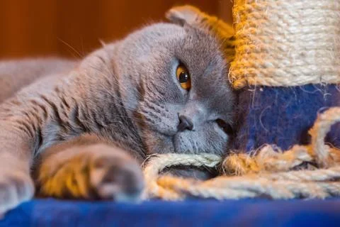 Grey cat and scratching post Stock Photos