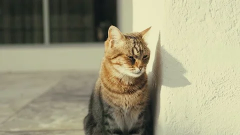 Grey cat in basking in the sun Video stock 131210694
