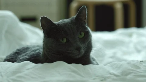 Grey cat in bed Stock Footage 127732932