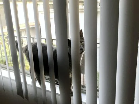 Grey cat behind the blinds Stock-Fotos