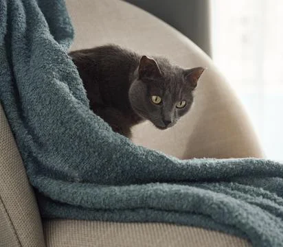Grey cat behind blue throw blanket Stock Photos