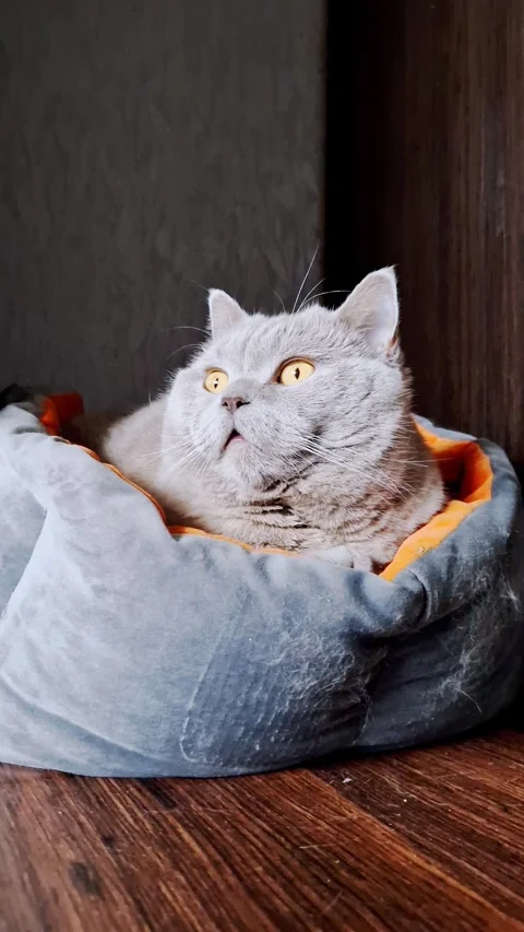 Grey Cat Blinking and Resting in a Pet Bed Stock Footage 321967620