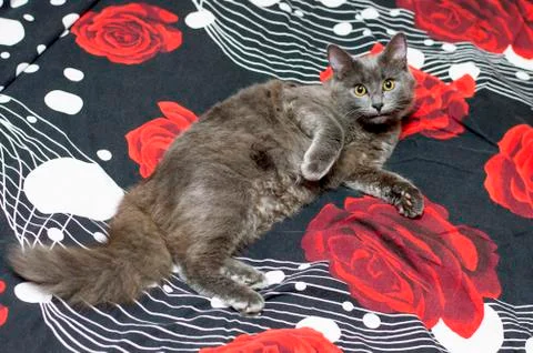 Grey cat on a bright bed Stock Photos