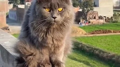 Grey Cat with Bright Yellow Eyes Sitting on Rooftop Stock Footage 337908445