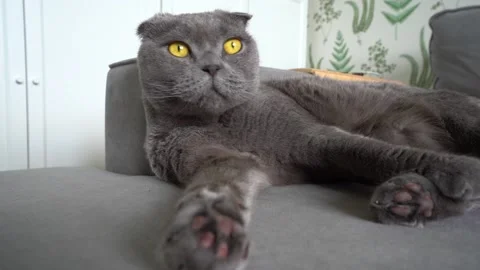 A grey cat of the British breed is lying on the sofa and licking itself Stock Footage 142382980