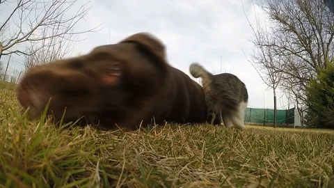 Grey cat with a brown labrador in the grass Stock Footage 73373217