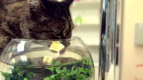 A grey cat is calmly drinking from a small round aquarium. Stock Footage 307770031