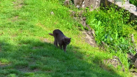 Grey Cat Cautiously Walking Across Sunny Green Lawn in Spring Garden Stock Footage 310209980
