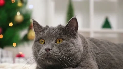 Grey cat chartreuse plays and hunts near the Christmas tree in anticipation of Stock Footage 234166745