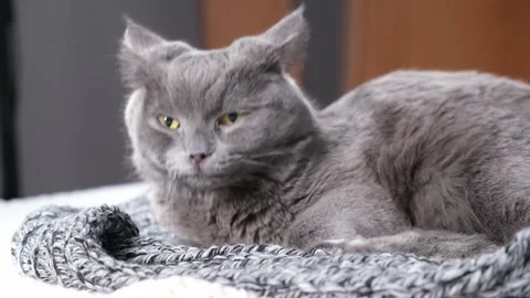 The grey cat Chartreuse sleeps lightly on bed. The cat's daytime nap. Video stock 182650226