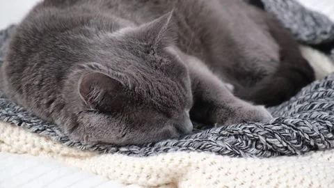 The grey cat Chartreuse sleeps lightly on bed. The cat's daytime nap. 库存影片 182650905
