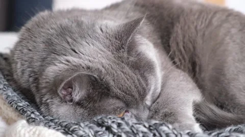 The grey cat Chartreuse sleeps lightly on bed. The cat's daytime nap. Stock Footage 188980764